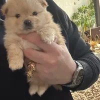 توله پت نر پامرین سایز ریز کیفیت درجه یک