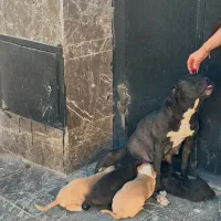 توله سگ پیت بول اورجینال