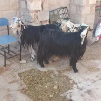 بز داشتی خوب دوتا ۱۵