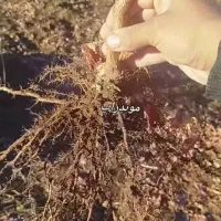 نهال انگور|گل و گیاه طبیعی|کرمان, |دیوار