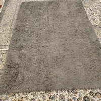 فرش شگی یا تدی