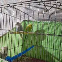 پرنده مرغ عشق|پرنده|پاکدشت, پاکدشت (مامازند)|دیوار