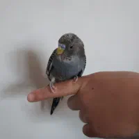 یک عدد مرغ عشق اهلی نر