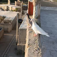 کبوتر|پرنده|قروه, |دیوار
