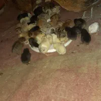 جوجه عربی|حیوانات مزرعه|سوسنگرد, |دیوار