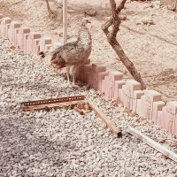 جوجه طاووس 6ماهه مصری