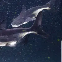 پنکوس شکاری|ماهی|مهاباد (آذربایجان غربی), |دیوار