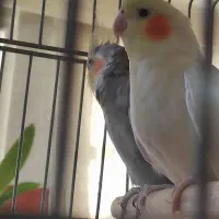 عروس هلندی مولد