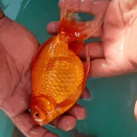 ماهی گلدفیش مولد درشت زیبا و کوی|ماهی|اصفهان, همدانیان|دیوار