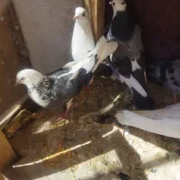 کبوتر پرشی گرفتنی
