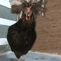 مرغ و خروس