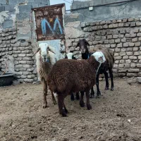 میش بره دار فریمان