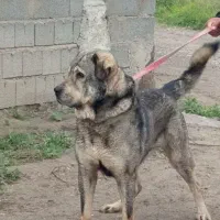 سگ عراقی پژدر