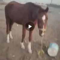 فروش فوری مادیون ومعاوضه|اسب و تجهیزات اسبسواری|مشهد, چاهشک|دیوار