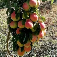 نهال گلابی پربار