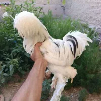فروش سیم کارت رند ایرانسل