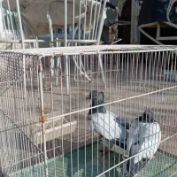 فروش کبوتر کله