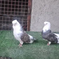 کبوتر نوک قنار