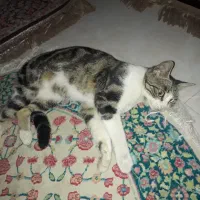 گربه زیبا و مهربون