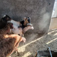 بزغاله نر هم تخمی هم کشتار