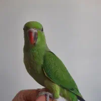 جوجه ملنگو