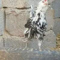 کارسیک