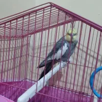 عروس هلندی|پرنده|شوشتر, |دیوار