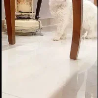 گربه نر زیبا|گربه|قم, پردیسان|دیوار