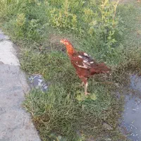لاری