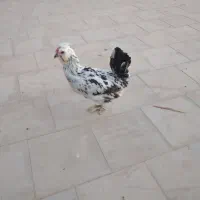 مرغ و خروس گلین لری