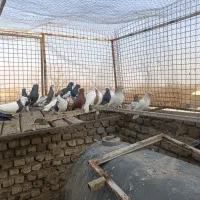 رنگه|پرنده|مشهد, کشف|دیوار