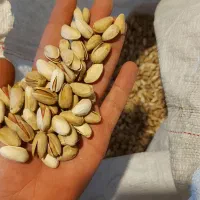 پسته اکبری رفسنجان