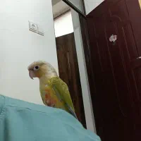 طوطی گیرینجیک|پرنده|نوشین شهر, |دیوار