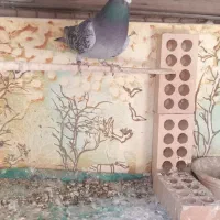 کبوتر فروشی|پرنده|کهریزک, |دیوار