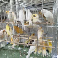 قناری مست شلاقی