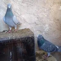 کبوتر پلاکی|پرنده|یزد, |دیوار