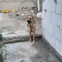 سلام یک عدد ژرمن اهلی ماده