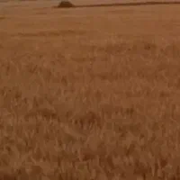 اجاره مزرعه آبی کشاورزی زمین کشاورزی موتور آب|اجارهٔ دفتر صنعتی، کشاورزی، تجاری|شراء, |دیوار