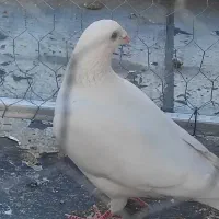 پلاکی سفید نر . جوجه سرور دورگ کاکلی