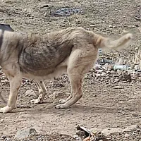 سگ سرابی اصل|سگ|مشگین شهر, |دیوار