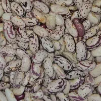 لوبیا چیتی اعلا امساله