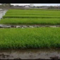 نشا طارم هاشمی