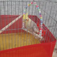 عروس هلندی ابلغ