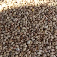 فندق و پسته زعفران تخفیف ولادت بی بی دوعالم مهرگان|خوردنی و آشامیدنی|قزوین, |دیوار