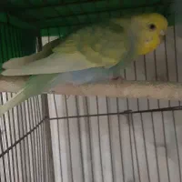 پنجمین حراج. معاوضه دارم. مرغ عشق  و عروس هلندی|حراج|علی‌آباد کتول, |دیوار