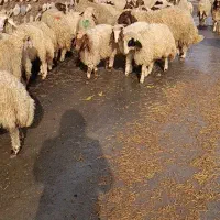 بره ماده صادراتی