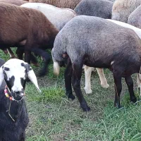 ۲۰عدد گوسفند داشتی همه کاوی