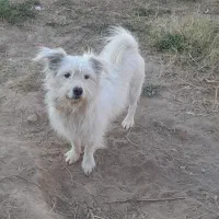 سگ پامرشیتزو نر