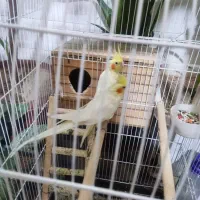 مرغ زینتی.عروش هلندی . کوتوله|پرنده|مرودشت, ثبت احوال|دیوار