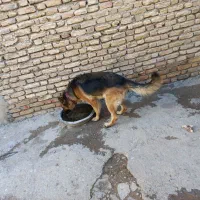 ژرمن ماده|سگ|شهرکرد, |دیوار